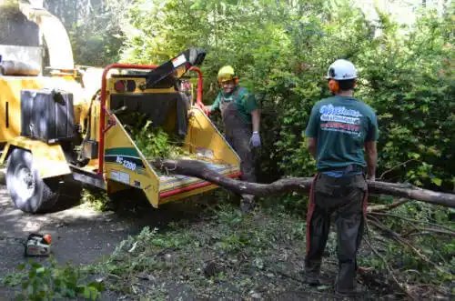 tree services Dutch Island